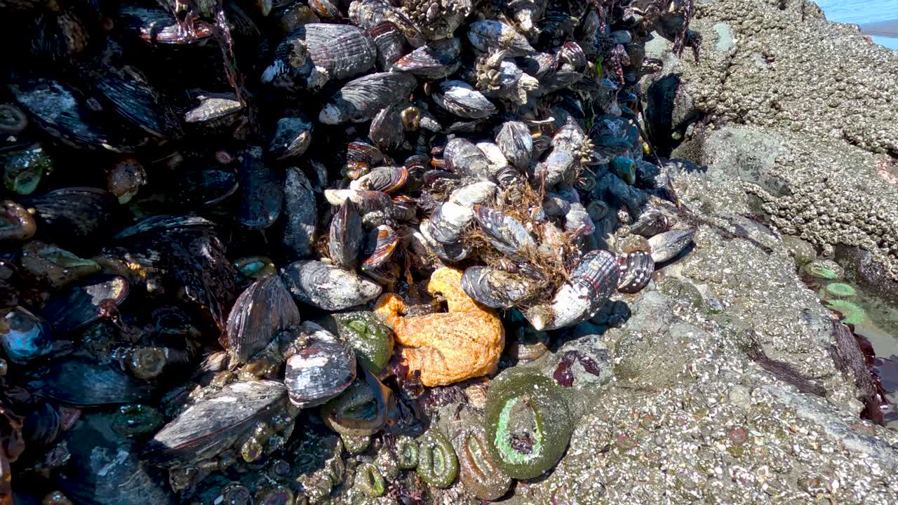 바위에 붙어 있는 바다별과 조개