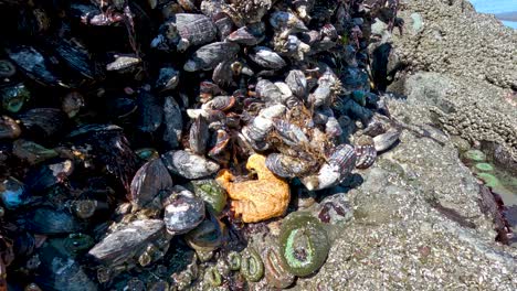 starfish and shells stuck to a rock