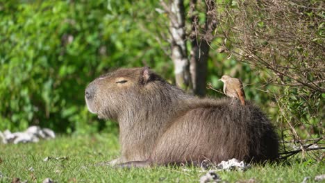 bird perched on the back of capybara lying on the ground. - closeup shot