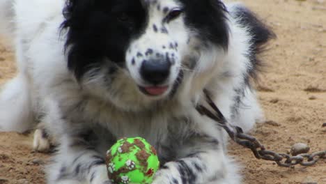 perro blanco manchado con negro alrededor del ojo está feliz de jugar con su bola verde-1