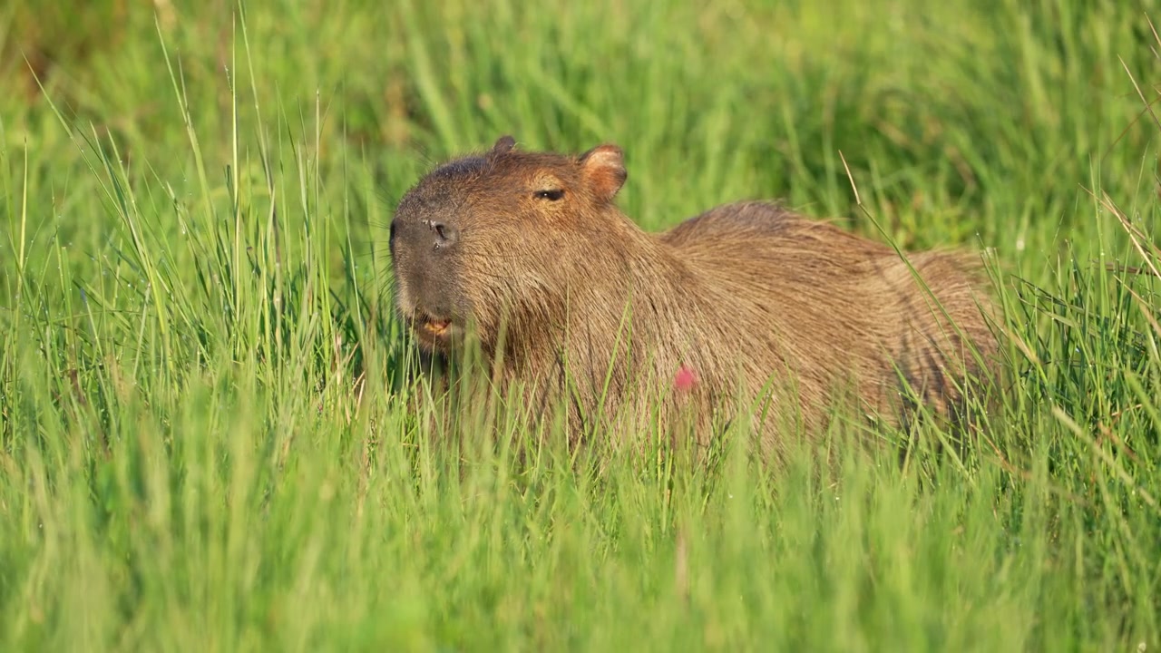 Capybara lies partially hidden in tall green grass in the Ibera Wetlands of Argentina, calm and still in warm daylight, useful for wildlife, ecology, or South American nature stories.