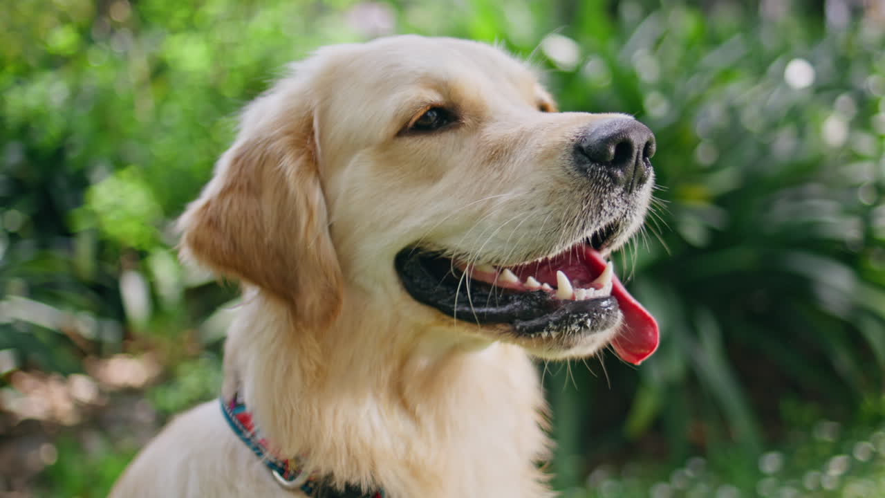 Portrait golden retriever with tongue out on green nature. Loyal dog