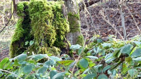 Mossy-woodland-forest-tree-trunk-stump-dolly-right-passing-foliage-closeup