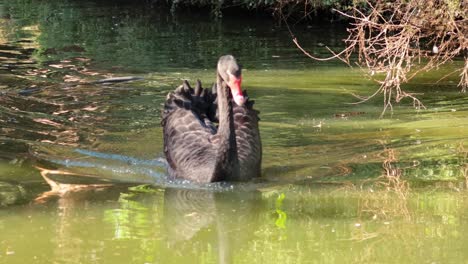 un cisne negro nada con gracia en un estanque