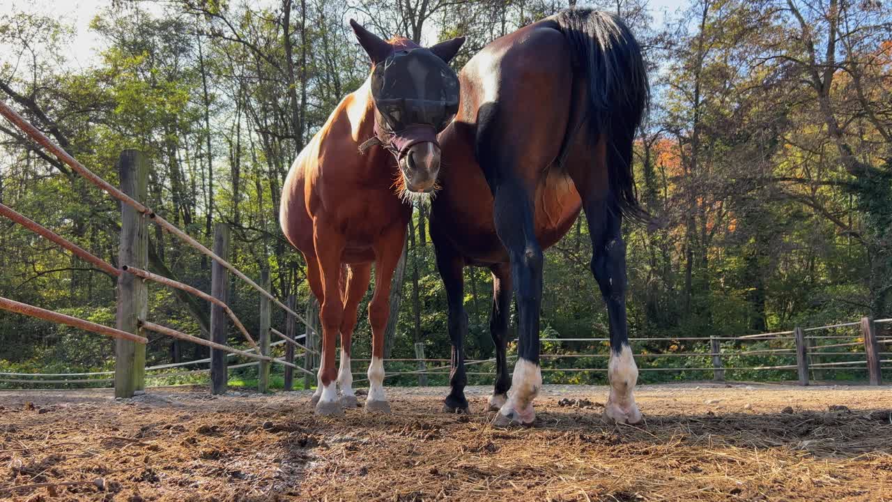 Dos caballos muy juntos en un potrero, mostrando el hocico y la parte trasera.