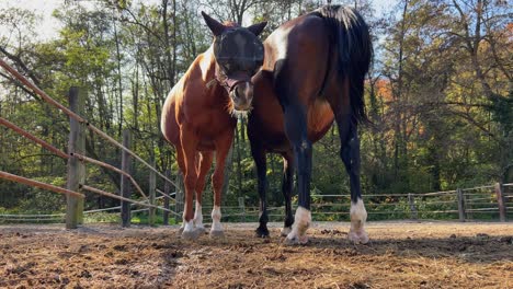 dos caballos juntos en el paddock mostrando el hocico y la parte inferior