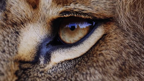 close-up of a wild cat's eye