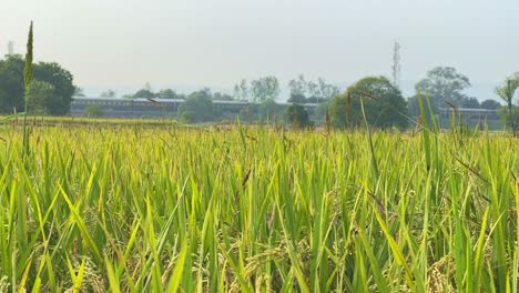 A peaceful rice field with tall green and yellow stalks in the foreground, with a train passing by on a track in the background, surrounded by trees and a misty sky