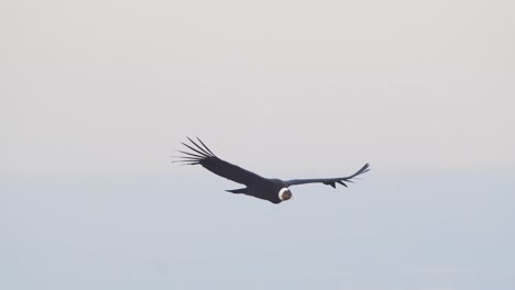 Majestuoso-Cóndor-Andino-Elevándose-En-El-Cielo-Mirando-Hacia-Abajo-Con-Sus-Maravillosas-Plumas-De-Cuello-Blanco-Con-Fondo-De-Nubes