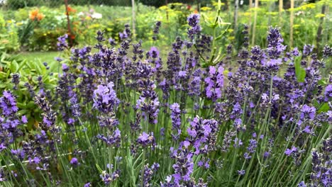 Beautiful-elegant-violet-heathers-flowers-bouquet-with-bees-sucking-nectar