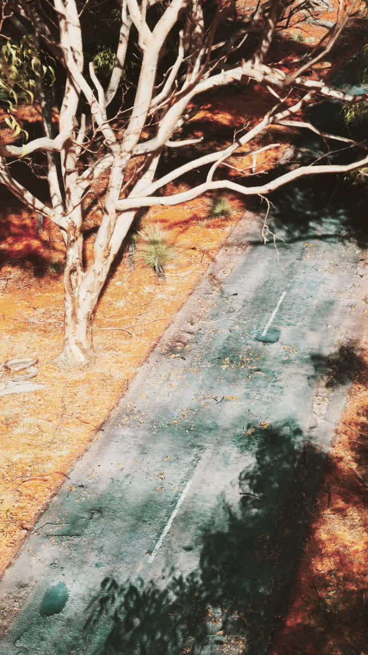 plantación de bosque de eucalipto y carretera vacía en brasil