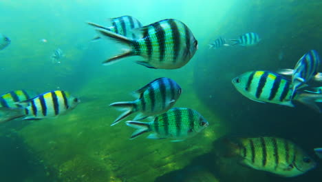 Hermoso-Pez-Azul-Brillante-Filmado-Nadando-Bajo-El-Agua-En-Agua-Clara