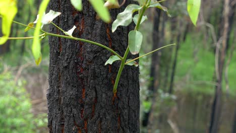rebrote de árboles forestales - rebrote después de los incendios forestales - australia - un primerísimo plano