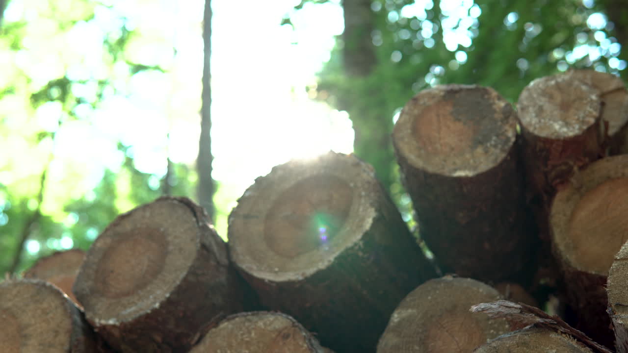 Pile of cut logs in a woodland glade. Tilt up shot 4k