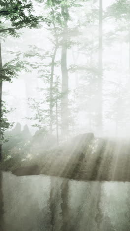 soft sunlight filters through the dense fog in a serene forest