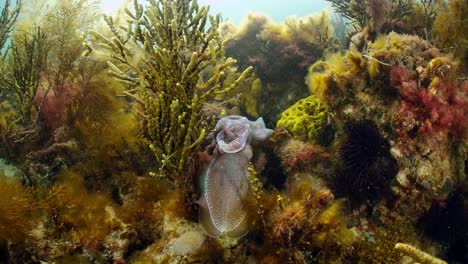 giant australian cuttlefish sepia apama migration whyalla south australia 4k slow motion, mating, laying eggs, fighting, aggregation, underwater