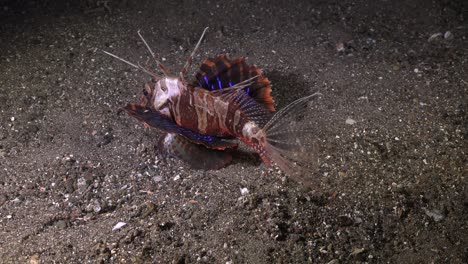 blackfoot lionfish swimming over sand showing blue lined fins