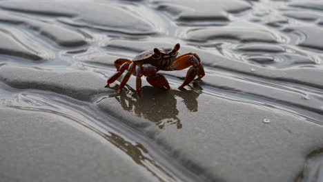 Crab on wet sand