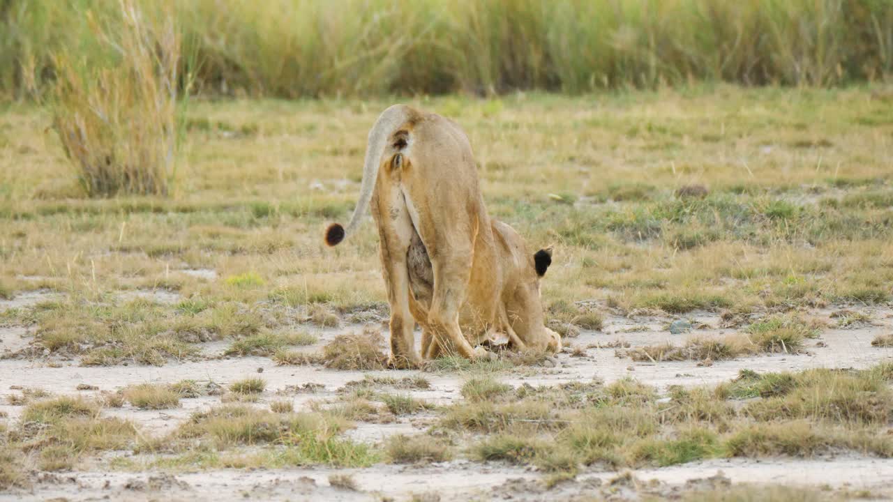 afrikaanse leeuwin in gouden licht schudt het stof af terwijl ze zich uitstrekt en verder gaat.