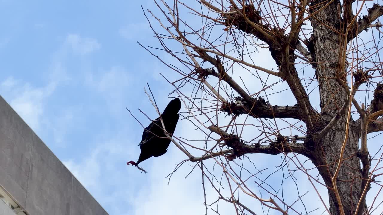 Un corvo nero si appollaia su un albero invernale senza foglie prima di volare via contro un cielo azzurro.