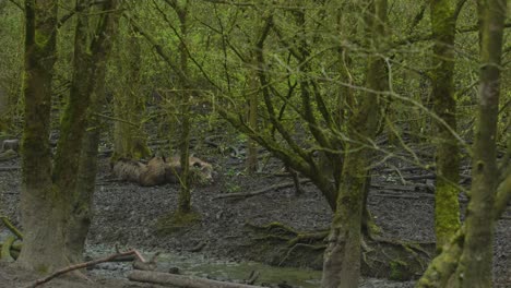 Ein-Echolot-Von-Wildschweinen,-Die-Friedlich-Im-Schlamm-Schlafen