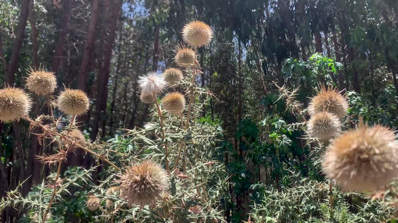 Thistle flowering plants spikes in forest nature
