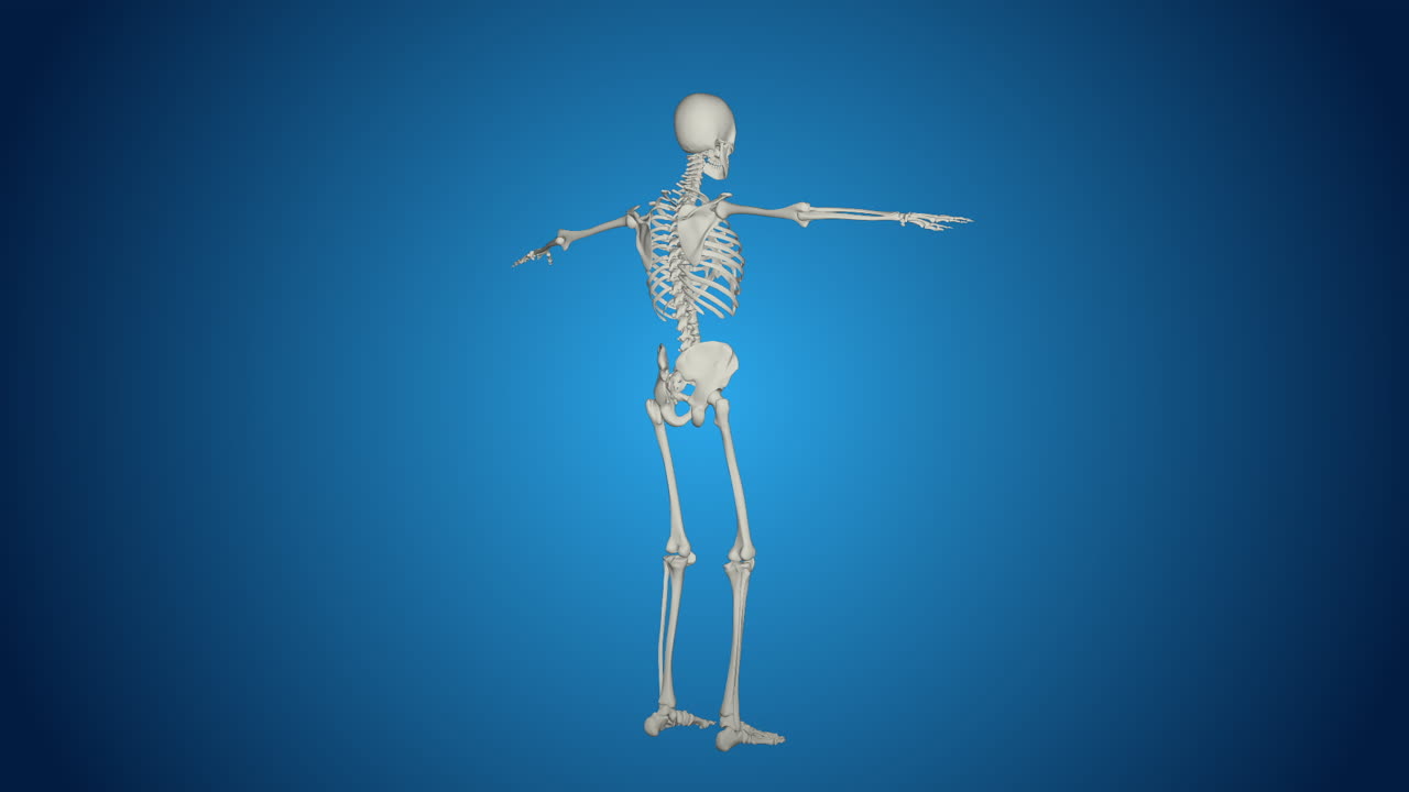 3D Model of a Human Skeleton