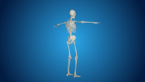 3d model of a human skeleton