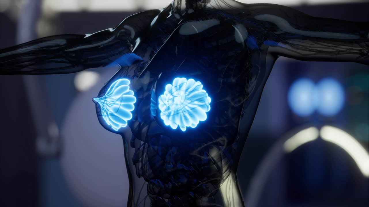 Understanding mammary glands and their anatomy in a 3d visualization