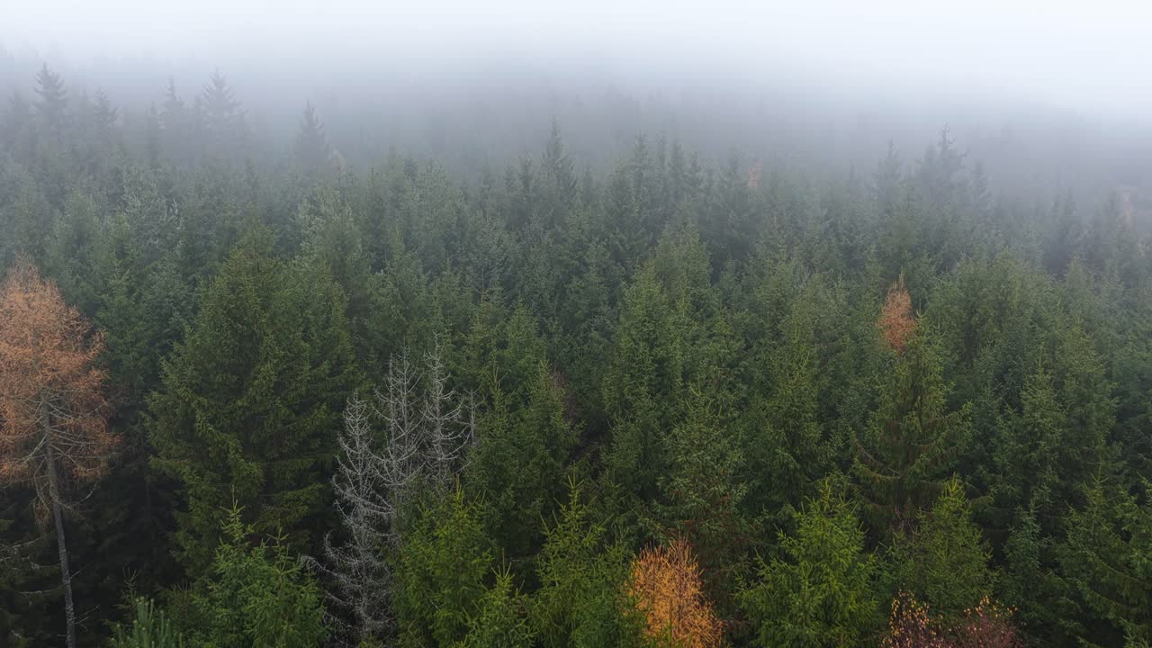 Vista aerea suggestiva della nebbia che si insinua in una foresta di alberi arancioni autunnali e sempreverdi scuri