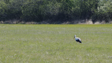 medium shot of stork