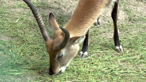 gazelle eating grass at zoo