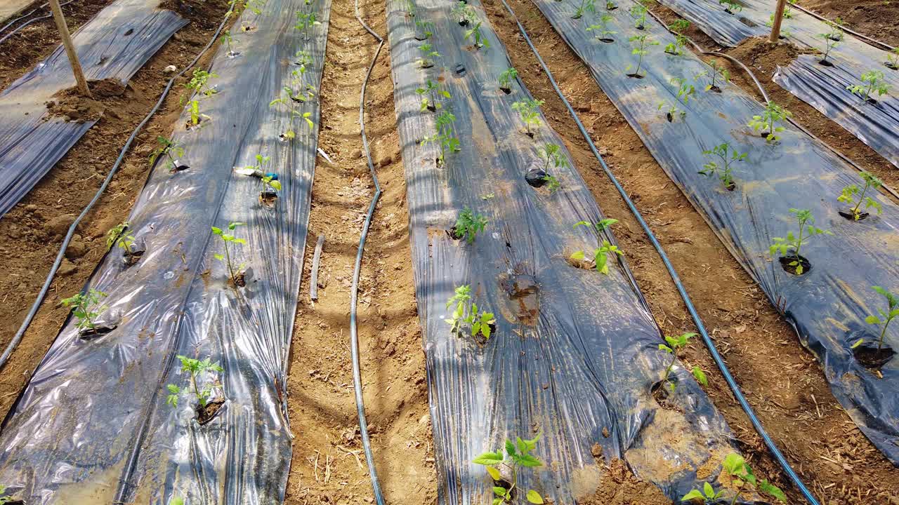 젊은 토마토 식물이 재배되고 있는 가난한 사람의 온실