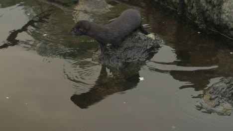 Wilder,-Mutiger-Nerz-Springt-Auf-Felsen-Und-Taucht-In-Zeitlupe-Ins-Wasser