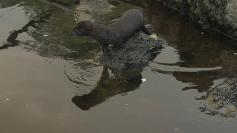 wild courageous mink jumps onto rock and dives into water slow motion