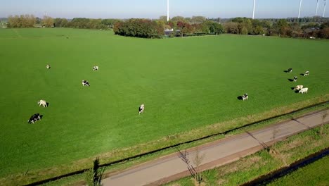 Aerial-drone-view-of-the-cows-at-the-farm-fields-in-the-countryside-of-the-Netherlands,-Europe