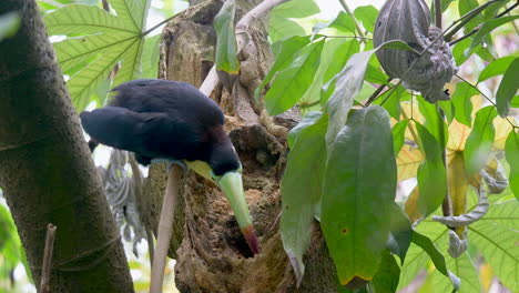 wild keel-billed toucan eating and pecking food out of tropical tree in wilderness - close up shot