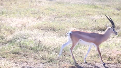 Nahaufnahme-Von-Impala-Zu-Fuß-Durch-Die-Savanne-An-Einem-Sonnigen-Tag