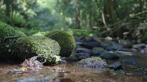 Rocas-Cubiertas-De-Musgo-En-El-Vapor-De-La-Montaña-Tottori,-Japón