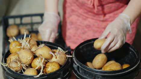 Mujer-Quitando-Brotes-De-Papas