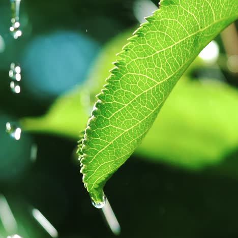drops of water are falling on the leaf of tree in the garden in the summer. watering plants in the yard. slow motion