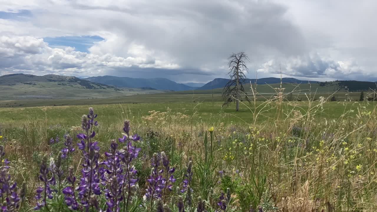 en contraste con la belleza: flores púrpuras ondeando en el viento, árbol muerto, y el vasto valle de nicola