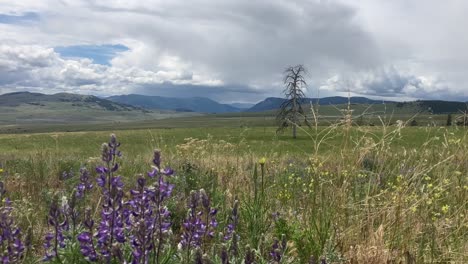 contrast in beauty: purple flowers waving in the wind, dead tree, and the expansive nicola valley