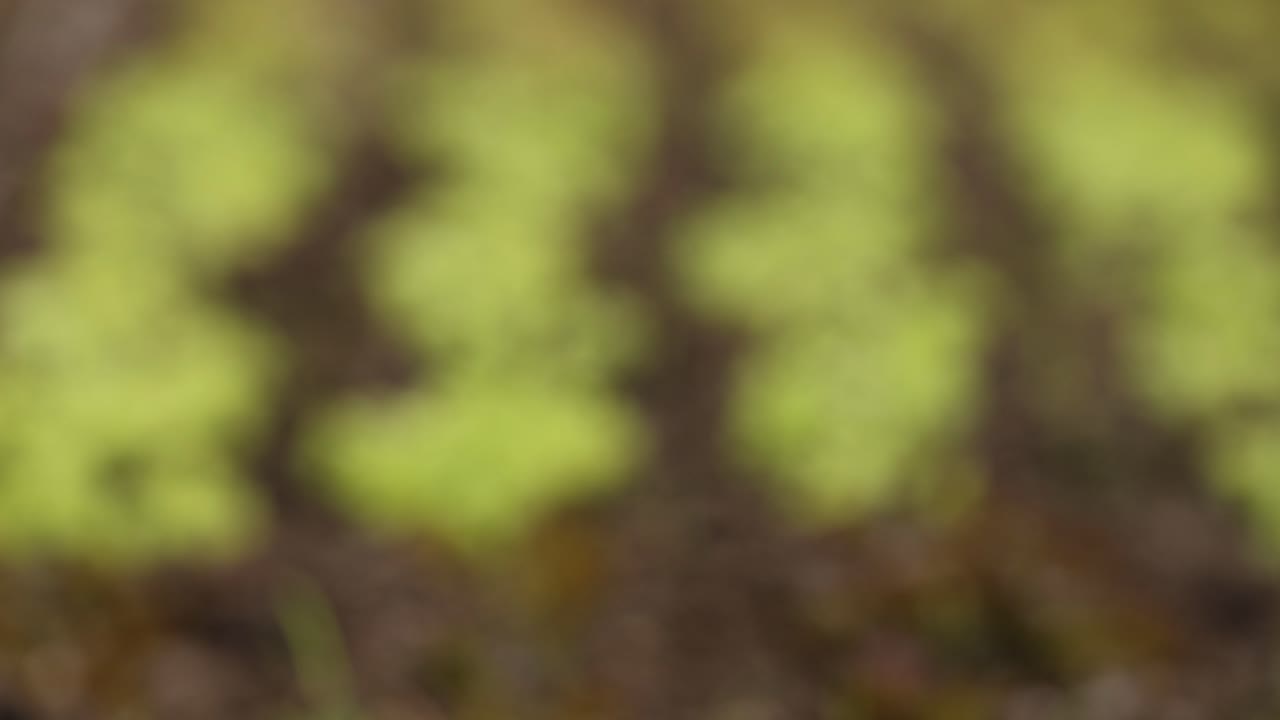 el lapso de tiempo de la lechuga que crece en el suelo.