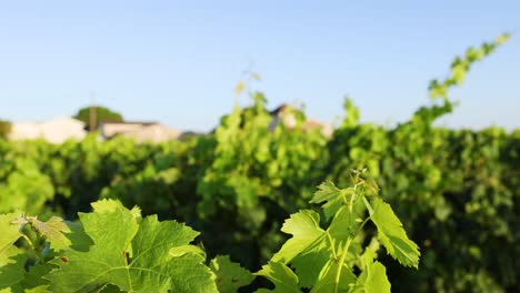 vineyard panorama revealing cottage at sunset