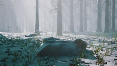 magic-and-foggy-morning-spruce-forest