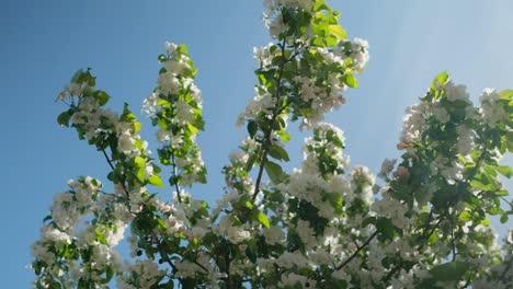 Tree-blooming,-slow-motion-of-swaying-branches-against-blue-sky-at-sunny-day