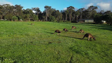 moving toward beautiful australian kangaroos grazing in green field of australia