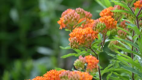 an orange butterfly milkweed blowing in the breeze in a meadow