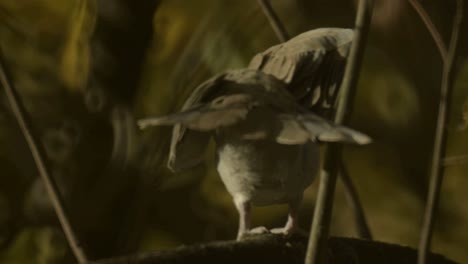 A-grey-dove-sitting-peacefully-and-opening-its-wings-on-the-tree's-branch